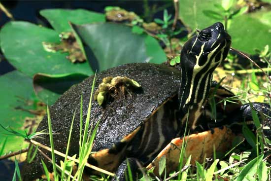 Still frame from a video of a turtle in the Everglades.